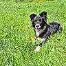 Tessy participe au concours pour gagner de l'argent avec cette photo : animal, black_and_white, canine, dog, field, grass, greenery, happy, hills, landscape, meadow, nature, outdoor, pet, playful, summer, sunlight, tongue_out, trees, wildflowers