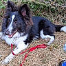 dog, border_collie, black_and_white, fluffy, long_hair, outdoor, grass, weeds, nature, lying_down, relaxed, open_mouth, panting, white_markings, pointed_ears, tail, red_leash, collar, plastic_bottle, close_up