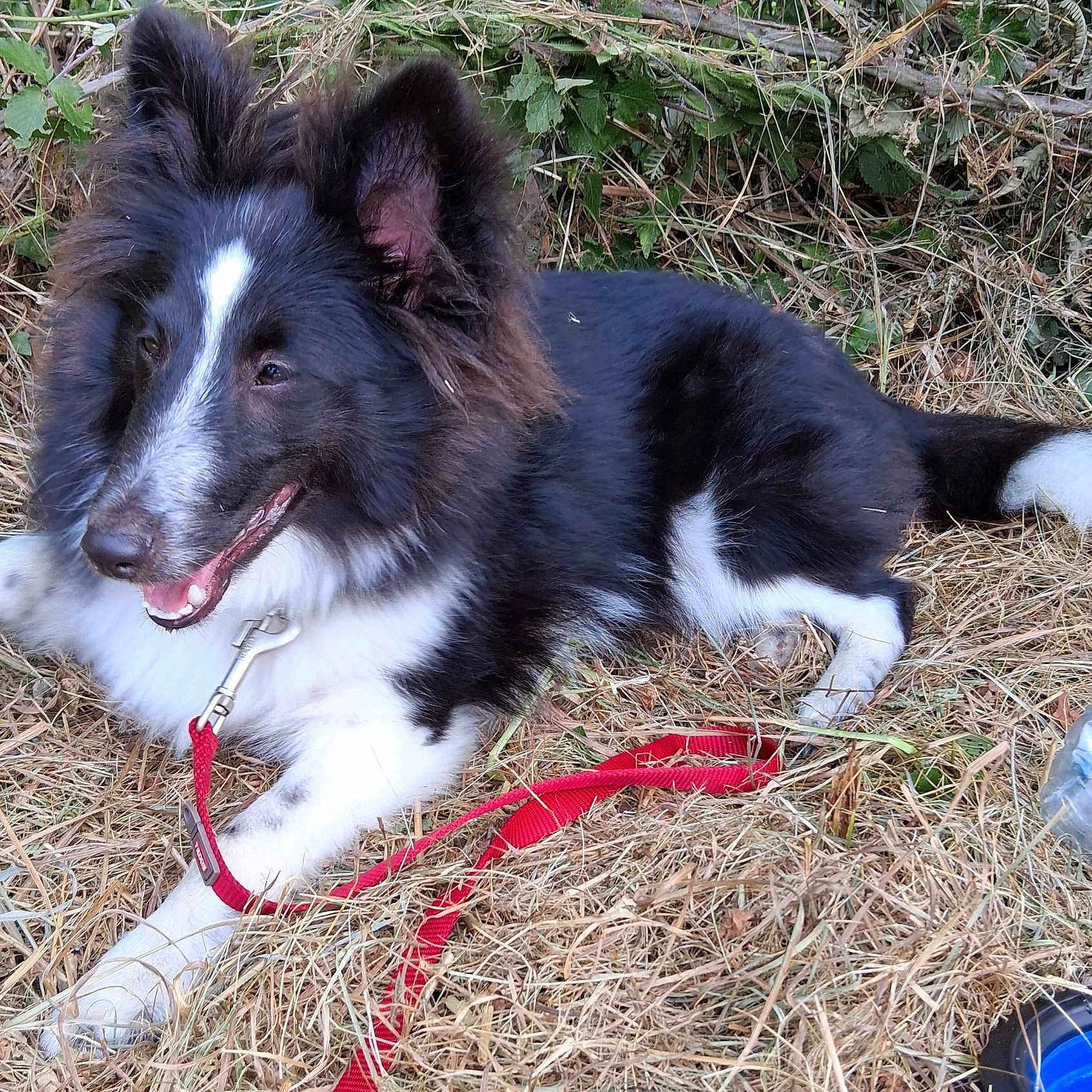 Ace a rejoint le concours — aidez-le/la à gagner de superbes lots ! dog, border_collie, black_and_white, fluffy, long_hair, outdoor, grass, weeds, nature, lying_down, relaxed, open_mouth, panting, white_markings, pointed_ears, tail, red_leash, collar, plastic_bottle, close_up