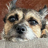 Bayley is registered to the contest to win money with this photo: dog, close_up, face, ears, eyes, fur, texture, peeking, curious, brown, animal, pet, snout, whiskers, indoor, portrait, canine, expression, cute, looking