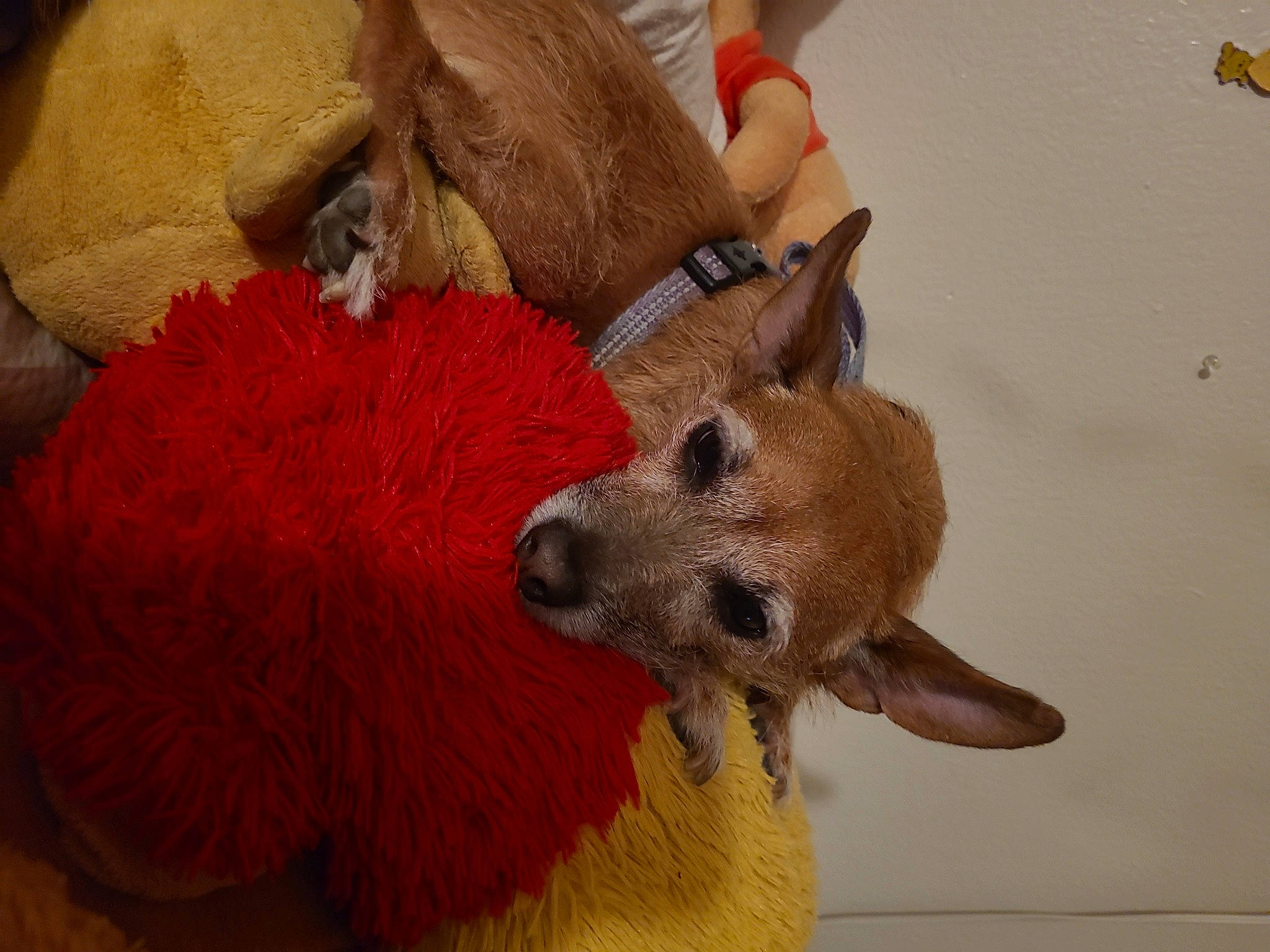 Bubbles joined the competition — help win amazing prizes! canidae, carnivore, comfort, companion_dog, dog, dog_breed, dog_supply, fawn, fur, plush, snout, sporting_group, stuffed_toy, tail, terrestrial_animal, toy, wool, working_animal