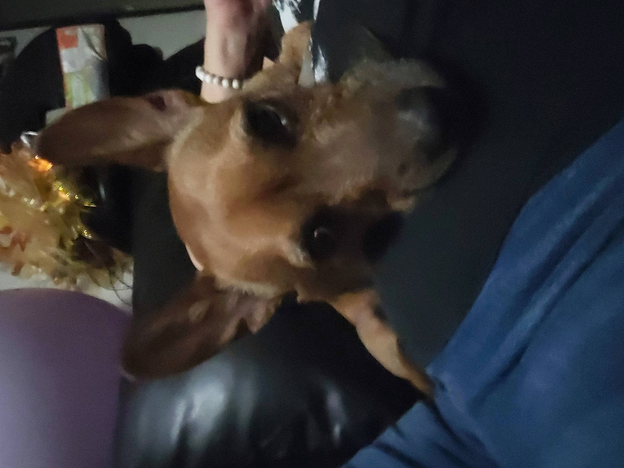 Doobie Do joined the competition — help win amazing prizes! canidae, carnivore, collar, companion_dog, dog, dog_breed, dog_collar, ear, fawn, felidae, fur, liver, paw, pomeranian, small_to_medium_sized_cats, snout, sporting_group, toy_dog, whiskers, working_animal