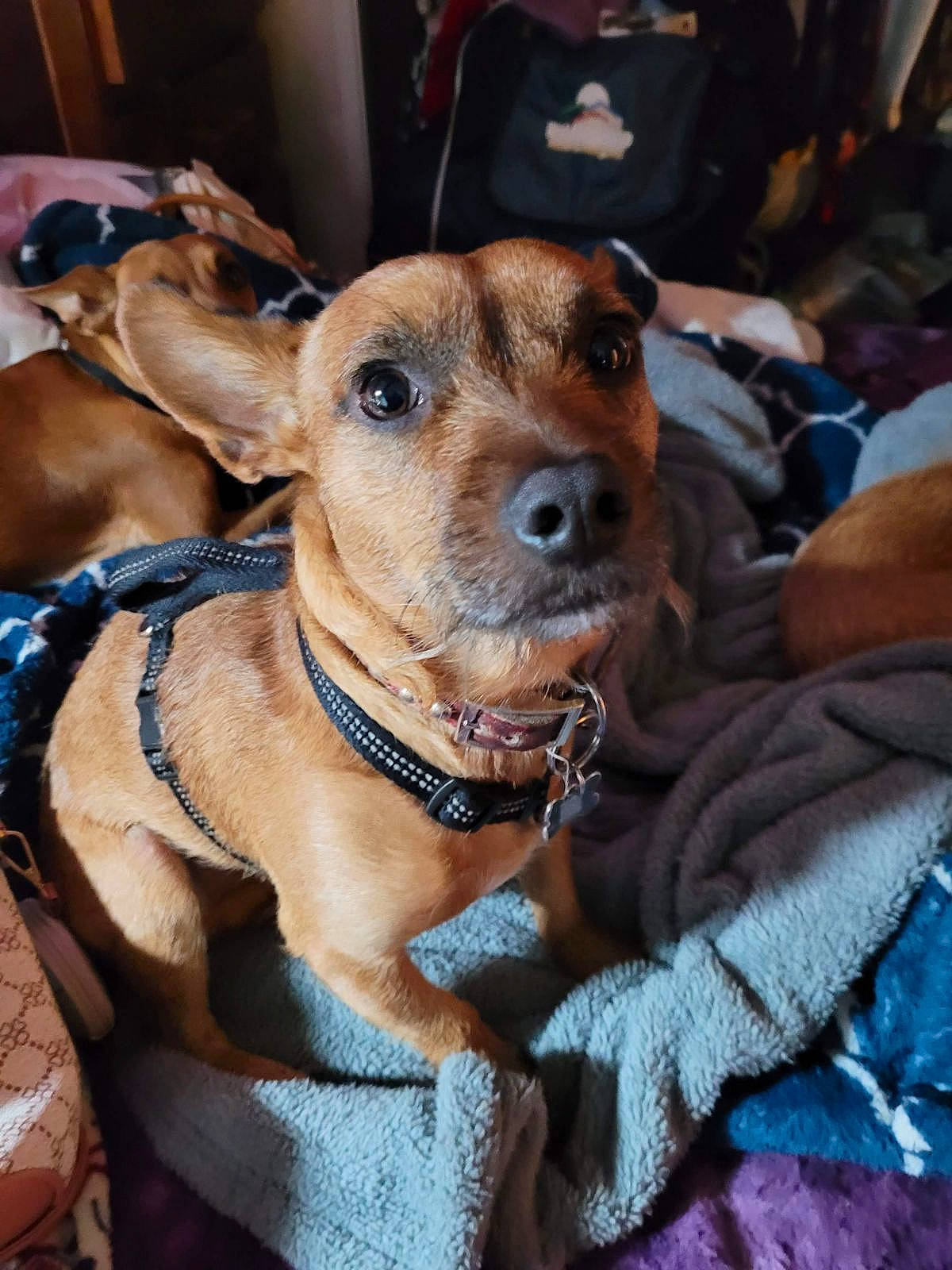 Doobie Do joined the competition — help win amazing prizes! canidae, carnivore, collar, companion_dog, dog, dog_breed, dog_clothes, dog_collar, dog_supply, fashion_accessory, fawn, fur, guard_dog, leash, rampur_greyhound, snout, sporting_group, whiskers, working_animal, working_dog