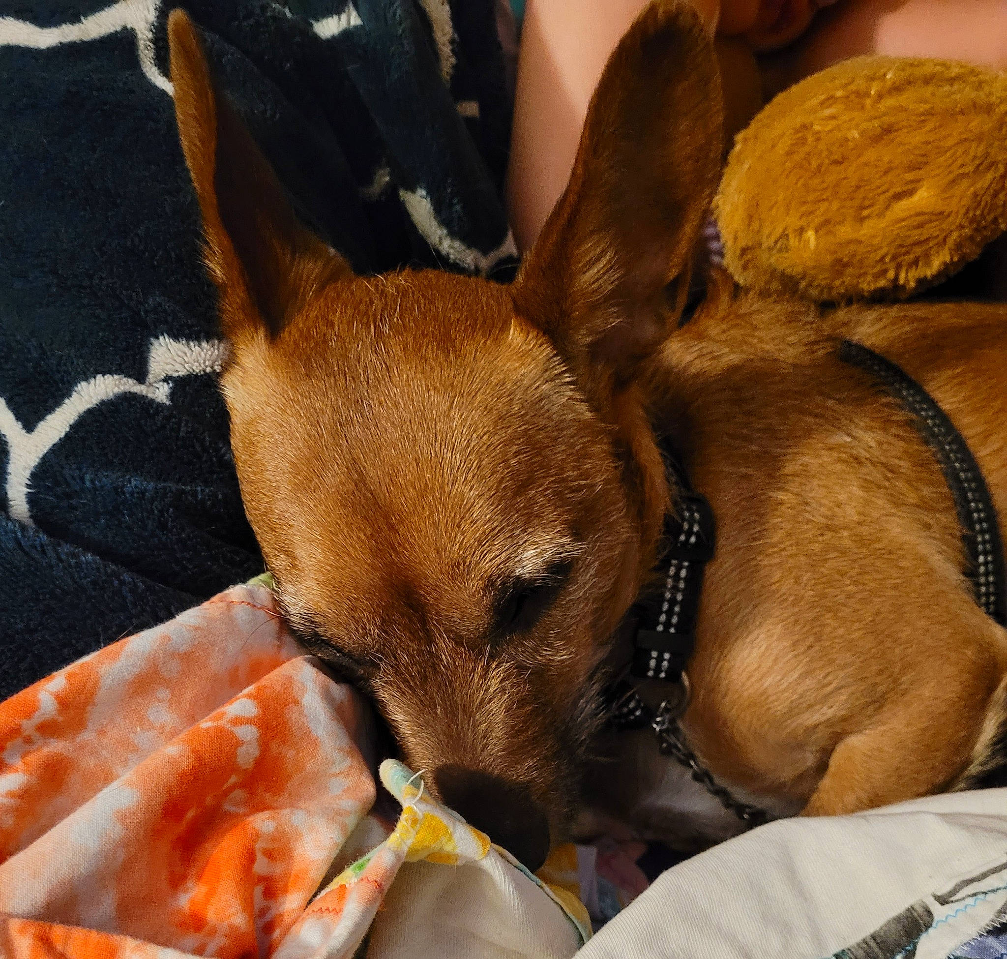 Doobie Do joined the competition — help win amazing prizes! canidae, carnivore, comfort, companion_dog, dog, dog_bed, dog_breed, ear, fawn, fur, liver, nap, sleep, snout, sporting_group, terrestrial_animal, toy_dog, whiskers, wildlife, working_animal