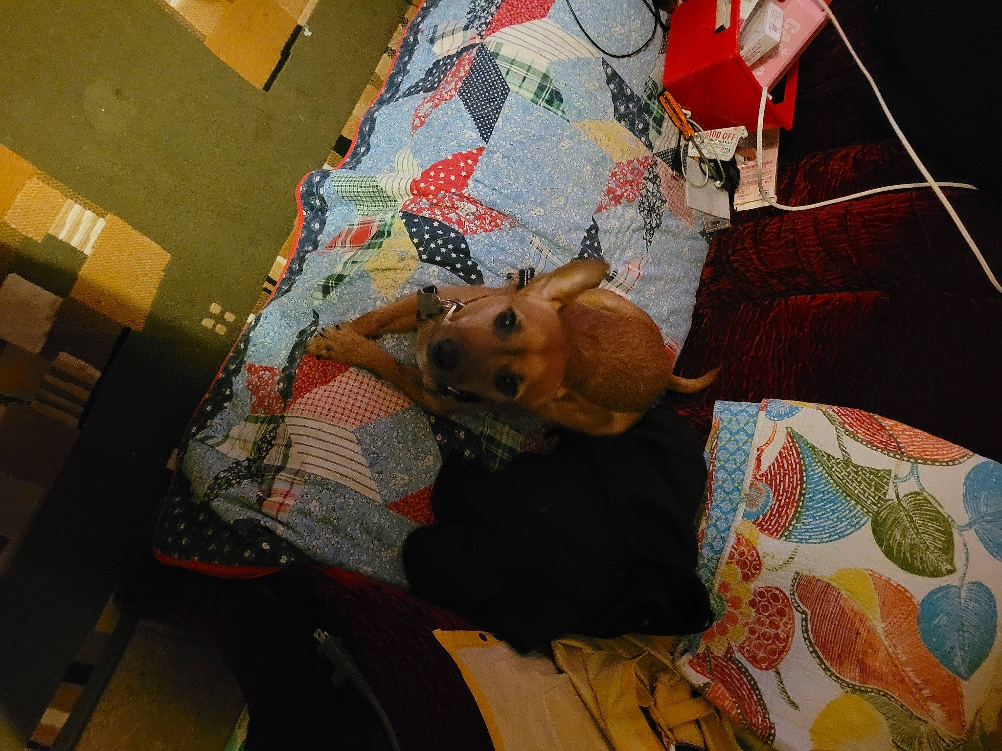 Doobie Do joined the competition — help win amazing prizes! art, bag, bed_sheet, bedding, carnivore, comfort, companion_dog, fawn, flooring, fur, linens, paper, paper_product, pattern, room, stuffed_toy, tints_and_shades, toy, visual_arts, wood