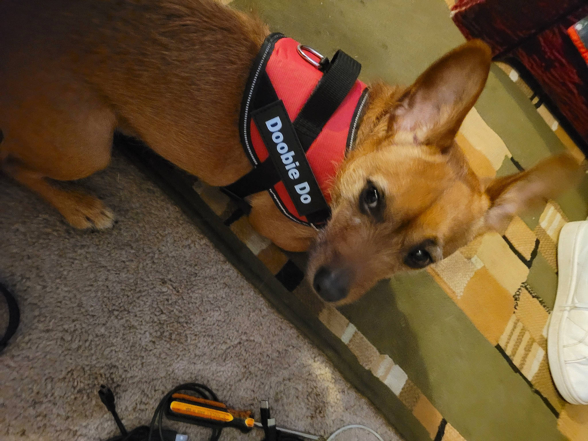 Doobie Do joined the competition — help win amazing prizes! canidae, carnivore, collar, comfort, companion_dog, dog, dog_breed, dog_supply, fawn, flooring, fur, mammal, non_sporting_group, snout, sporting_group, tool, toy_dog, whiskers, working_animal