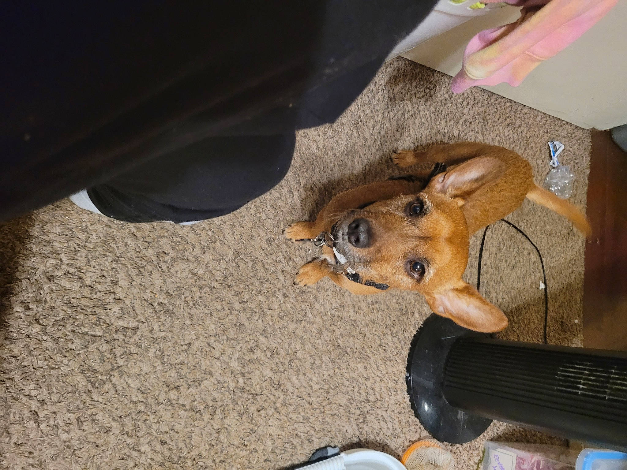 Doobie Do is registered to the contest to win money with this photo: asphalt, audio_equipment, auto_part, automotive_exterior, bumper, carnivore, claw, companion_dog, dog, dog_breed, eyewear, fawn, foot, fur, human_leg, paw, snout, vehicle_door, whiskers, wood