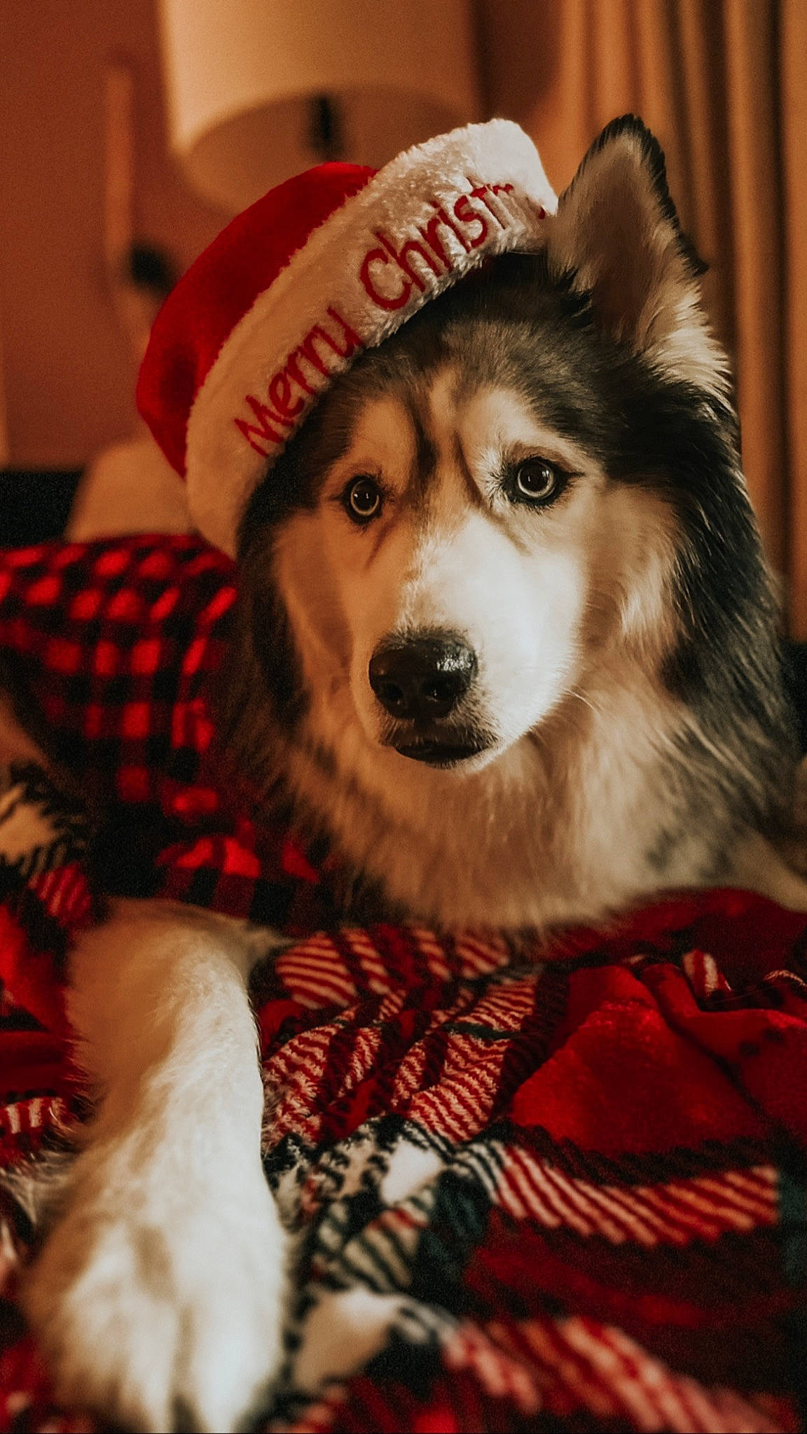 Kilo is registered to the contest to win money with this photo: canidae, carnivore, collar, companion_dog, couch, dog, dog_breed, event, fawn, fur, fur_clothing, herding_dog, holiday, pattern, plaid, sitting, snout, sporting_group, tartan, whiskers