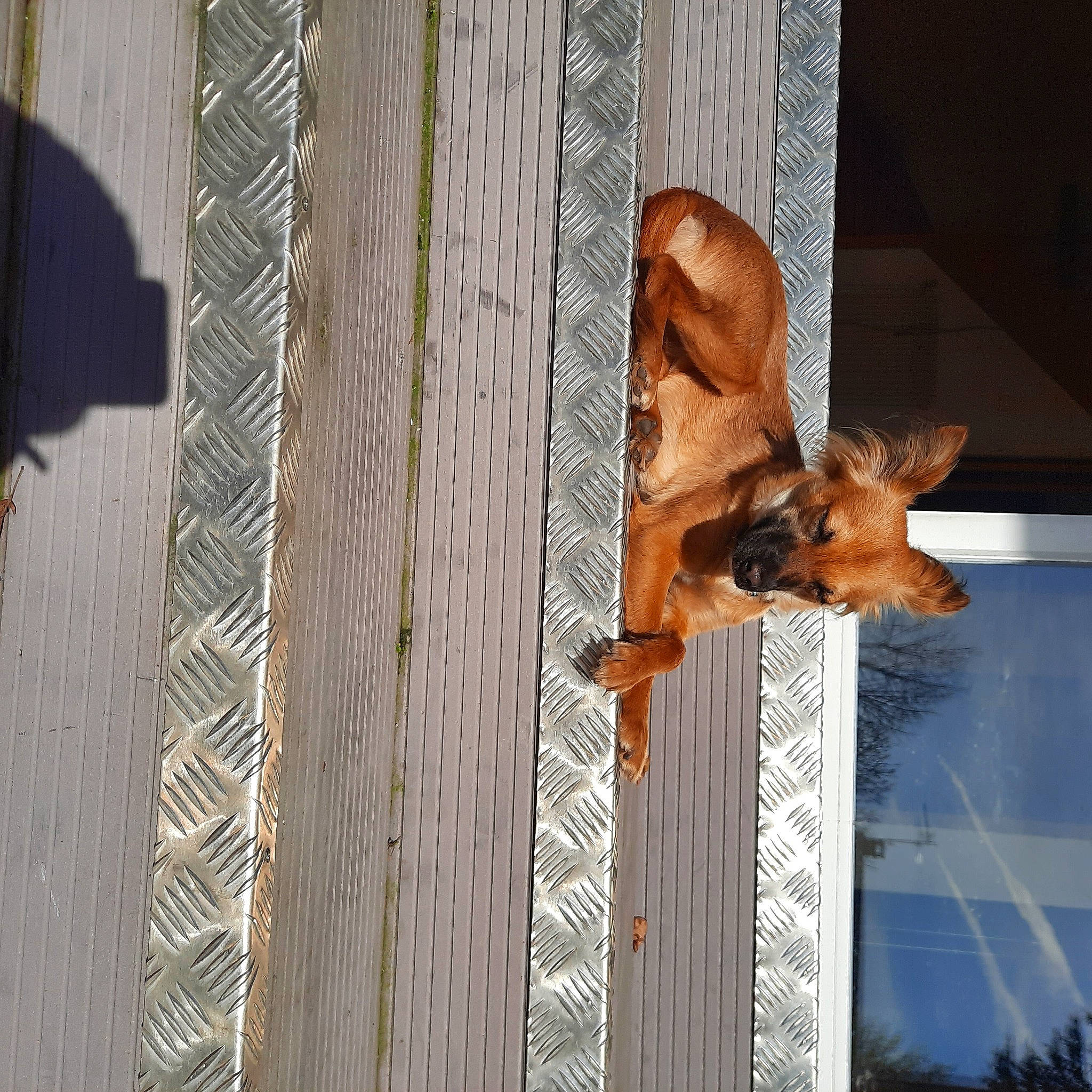 Roogai a rejoint le concours — aidez-le/la à gagner de superbes lots ! animal_shelter, canidae, carnivore, dog, dog_breed, fawn, felidae, fur, hardwood, mesh, metal, pattern, pet_supply, snout, sporting_group, tail, trunk, wildlife, window, wood