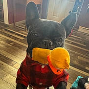 Bucket joined the competition — help win amazing prizes! animal, black_dog, canine, cute, dog, door, ears, flooring, furniture, home_interior, indoor, mouth, pet, pet_clothing, plaid_shirt, playful, red_shirt, toy, wooden_floor, yellow_toy