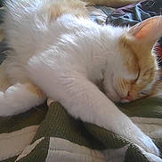 Winnie joined the competition — help win amazing prizes! animal, bed, blanket, cat, comfort, cozy, cute, ears, feline, fur, indoor, orange, paw, peaceful, pet, relaxed, resting, sleeping, striped, white