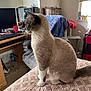 animal, bedspread, blanket, carpet, cat, cat_tree, chair, computer_desk, cozy_room, daylight, furniture, gray_fur, home, indoor, looking, pens, pet, side_view, white_fur, window