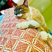 Sushi Mitsibushi joined the competition — help win amazing prizes! cat, blue_eyes, close_up, animal, pet, feline, resting, paws, blanket, patterned, indoor, cozy, fur, whiskers, relaxed, domestic_animal, cute, sleepy, soft, portrait