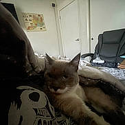 Sushi Mitsibushi joined the competition — help win amazing prizes! bed, blanket, casual, cat, chair, cozy, dark, door, furniture, home, indoor, low_light, map, person, pet, relaxing, resting, room, shirt, sleepy