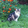 cat, tabby_cat, grass, flowers, orange_flowers, greenery, bush, outdoor, nature, pet, animal, fur, whiskers, plant, garden, sitting, leaf, daylight, mammal, flora