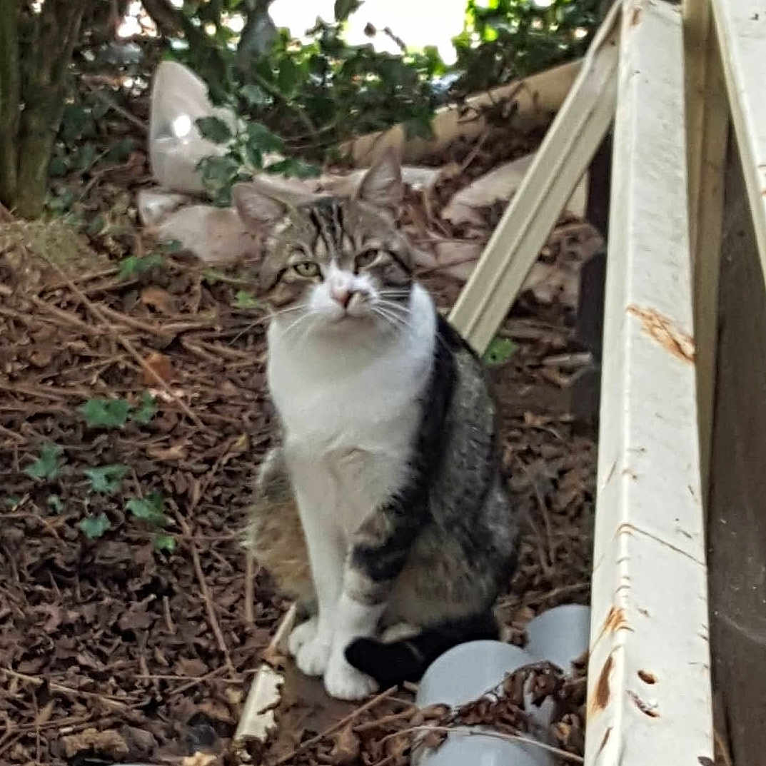 Oscar a rejoint le concours — aidez-le/la à gagner de superbes lots ! animal, background, brown, calm, cat, closeup, feline, fur, garden, leaves, nature, outdoor, pet, plant, rust, sitting, tabby, white, wildlife, wood