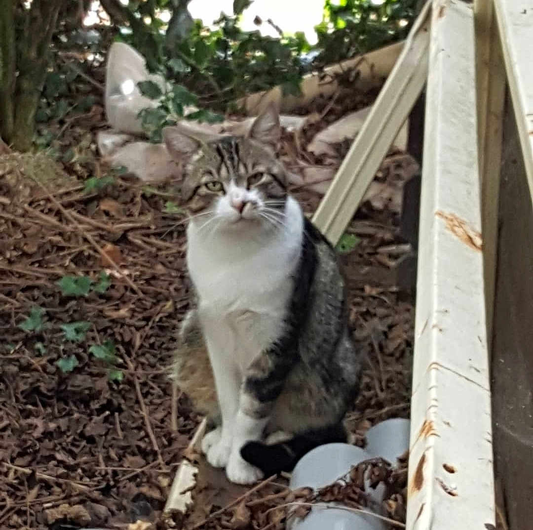 Oscar