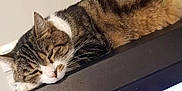 Oscar participe au concours pour gagner de l'argent avec cette photo : cat, tabby, sleeping, resting, indoor, pet, feline, closeup, fur, whiskers, animal, peaceful, relaxed, domestic_cat, mammal, laying, head, eyes_closed, cute, calm