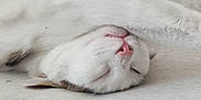 Shadow participe au concours pour gagner de l'argent avec cette photo : cat, white_cat, sleeping, paw, nose, fur, close_up, pet, animal, resting, cozy, soft, pink_nose, whiskers, indoor, relaxed, cute, feline, face_covered, peaceful