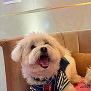 Snoopy a rejoint le concours — aidez-le/la à gagner de superbes lots ! dog, white_dog, fluffy, pet, sitting, chair, blanket, striped_shirt, indoor, wall_art, dog_portrait, happy, open_mouth, fur, collar, home, cozy, cute, smiling, animal