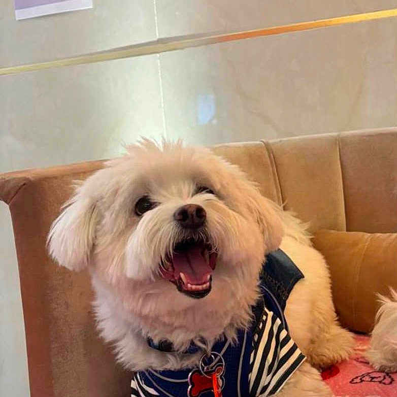 Snoopy a rejoint le concours — aidez-le/la à gagner de superbes lots ! dog, white_dog, fluffy, pet, sitting, chair, blanket, striped_shirt, indoor, wall_art, dog_portrait, happy, open_mouth, fur, collar, home, cozy, cute, smiling, animal