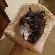 Gracie is registered to the contest to win money with this photo: cat, cat_tower, pet, feline, indoor, fur, whiskers, curious, cozy, animal, cute, gray_cat, white_fur, household, looking_up, soft_texture, resting, domestic, portrait, playful