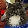 Gracie is registered to the contest to win money with this photo: cat, fluffy, gray, white, green_eyes, whiskers, close_up, indoor, couch, striped, red_toy, pet, feline, fur, relaxed, blue_shirt, portrait, domestic, animal, home