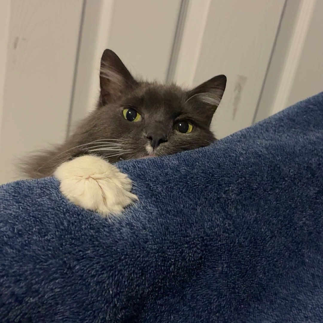 Gracie