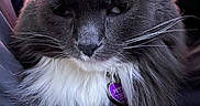 Gracie is registered to the contest to win money with this photo: cat, fluffy, gray_cat, white_fur, pet_tag, purple_tag, whiskers, close_up, portrait, indoor, relaxed, feline, animal, soft_light, pink_light, paw, long_fur, cute, domestic_cat, nose