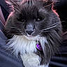 cat, fluffy, gray_cat, white_fur, pet_tag, purple_tag, whiskers, close_up, portrait, indoor, relaxed, feline, animal, soft_light, pink_light, paw, long_fur, cute, domestic_cat, nose
