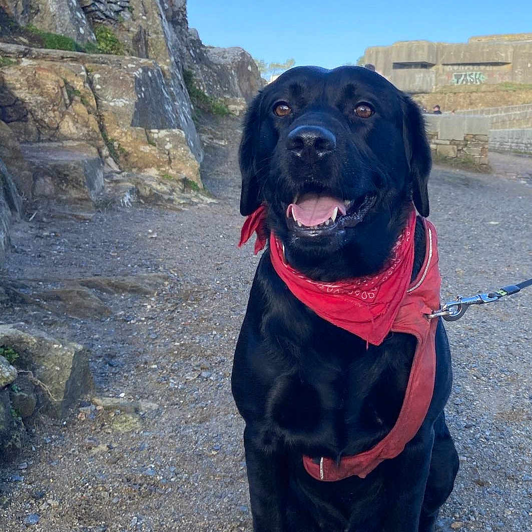 Obama a rejoint le concours — aidez-le/la à gagner de superbes lots ! accessories, animal, beach, canine, coast, dog, face, head, labradorretriever, nature, outdoors, person, pet, rock, scenery, sea, shoreline, sky, slate, water