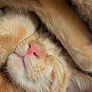 Taiyo a rejoint le concours — aidez-le/la à gagner de superbes lots ! cat, orange_tabby, close_up, pink_nose, whiskers, sleeping, cozy, fur, paw, cute, pet, animal, relaxed, snuggled, soft, mammal, indoor, resting, adorable, nap