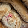 cat, orange_tabby, close_up, pink_nose, whiskers, sleeping, cozy, fur, paw, cute, pet, animal, relaxed, snuggled, soft, mammal, indoor, resting, adorable, nap