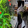cat, fish, aquarium, green_plants, reflection, indoor, pet, curious, closeup, feline, animal, glass, water, orange_fish, tank, nature, houseplant, wildlife, eyes, portrait