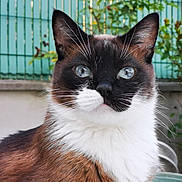Zed a rejoint le concours — aidez-le/la à gagner de superbes lots ! cat, close_up, blue_eyes, outdoor, fence, greenery, whiskers, fluffy_fur, pet, animal, face, portrait, curious, sitting, brown_fur, white_fur, black_fur, nature, domestic_cat