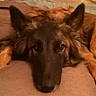 dog, lying_down, close_up, brown_fur, pet, animal, canine, ears, face, resting, indoors, cozy, calm, looking, fur, head, muzzle, domestic_animal, sleepy, companion