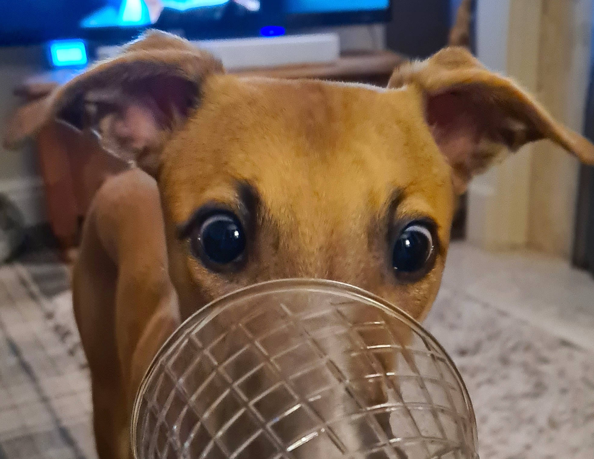 Collin joined the competition — help win amazing prizes! animal_shelter, cage, canidae, carnivore, collar, companion_dog, dog, dog_breed, dog_collar, dog_supply, ear, eye, fawn, mammal, pet_supply, snout, sporting_group, vertebrate, whiskers, working_animal