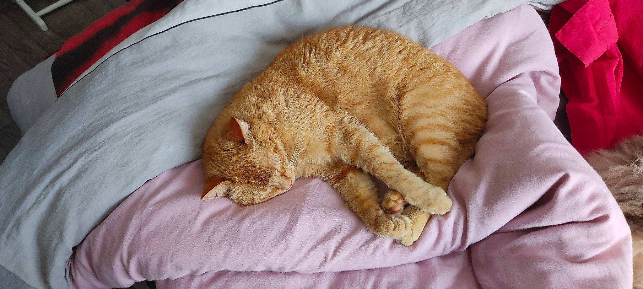 Mojito a rejoint le concours — aidez-le/la à gagner de superbes lots ! bed, bedding, carnivore, cat, claw, comfort, domestic_short_haired_cat, duvet, eye, fawn, felidae, fur, linens, nap, paw, small_to_medium_sized_cats, snout, tail, whiskers, wood