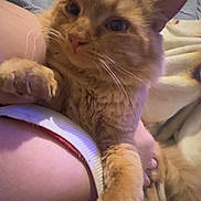 Pumkin is registered to the contest to win money with this photo: cat, orange_cat, pet, feline, fluffy, whiskers, paw, human_arm, blanket, bed, indoor, cozy, closeup, comfort, relaxing, fur, cute, domestic_animal, resting, companion