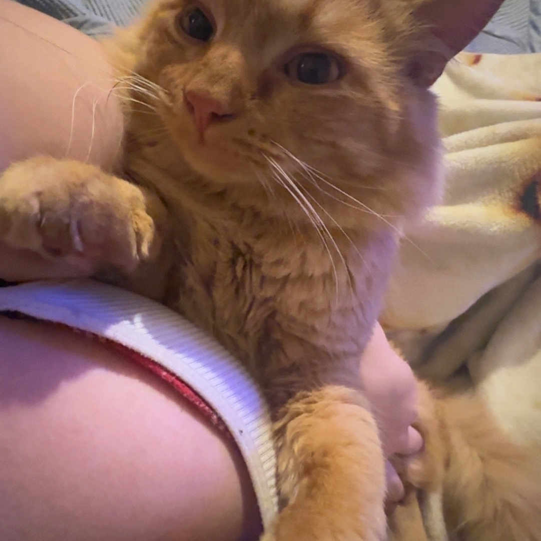 Pumkin is registered to the contest to win money with this photo: bed, blanket, cat, closeup, comfort, companion, cozy, cute, domestic_animal, feline, fluffy, fur, human_arm, indoor, orange_cat, paw, pet, relaxing, resting, whiskers