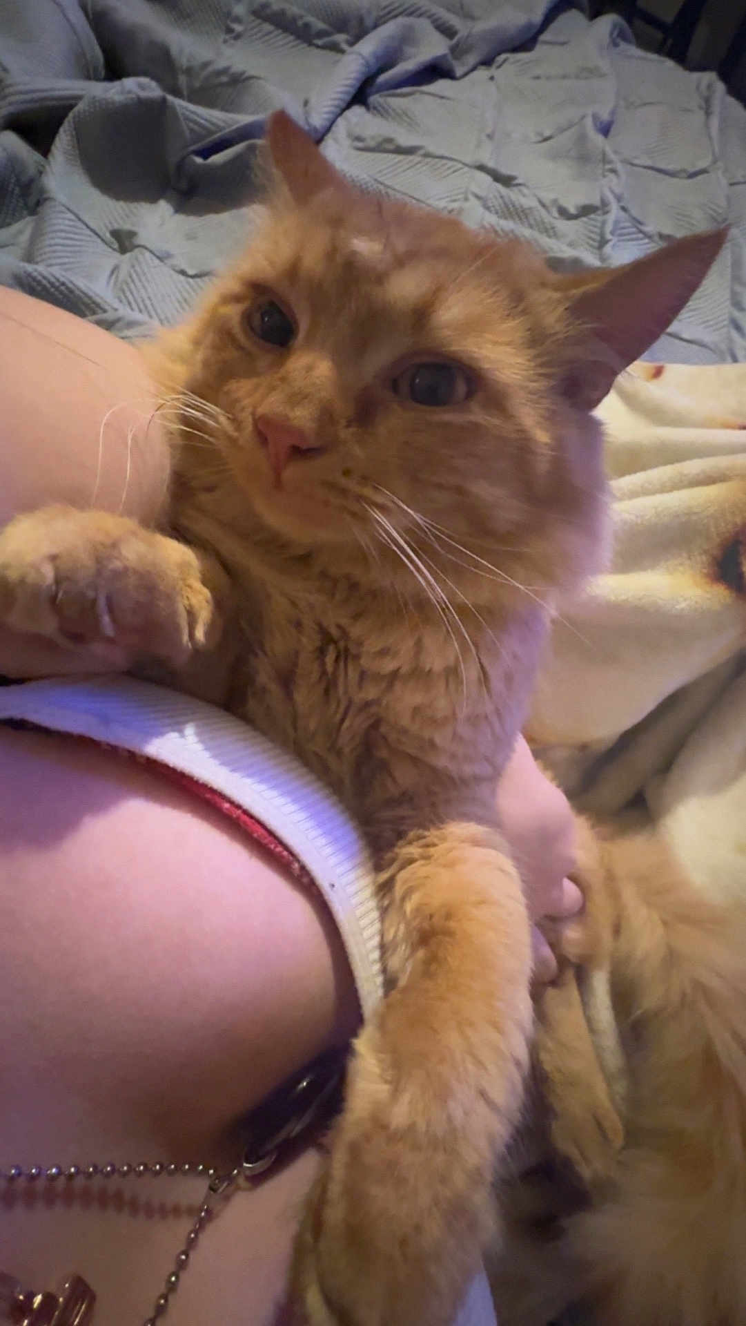 Pumkin is registered to the contest to win money with this photo: cat, orange_cat, pet, feline, fluffy, whiskers, paw, human_arm, blanket, bed, indoor, cozy, closeup, comfort, relaxing, fur, cute, domestic_animal, resting, companion
