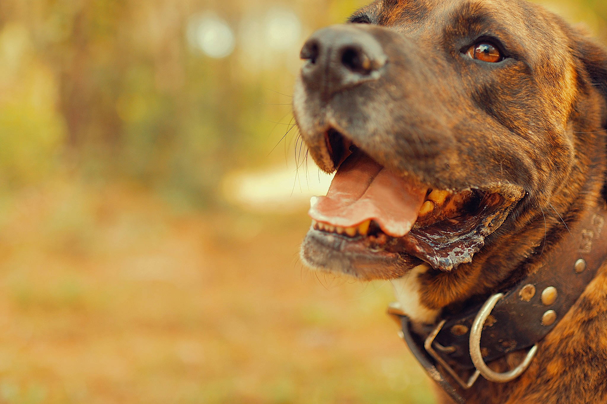 Mayko participe au concours pour gagner de l'argent avec cette photo : biting, carnivore, collar, companion_dog, dog, dog_breed, dog_collar, ear, fang, fawn, grass, gun_dog, liver, pet_supply, snout, sporting_group, terrestrial_animal, whiskers, working_animal, working_dog