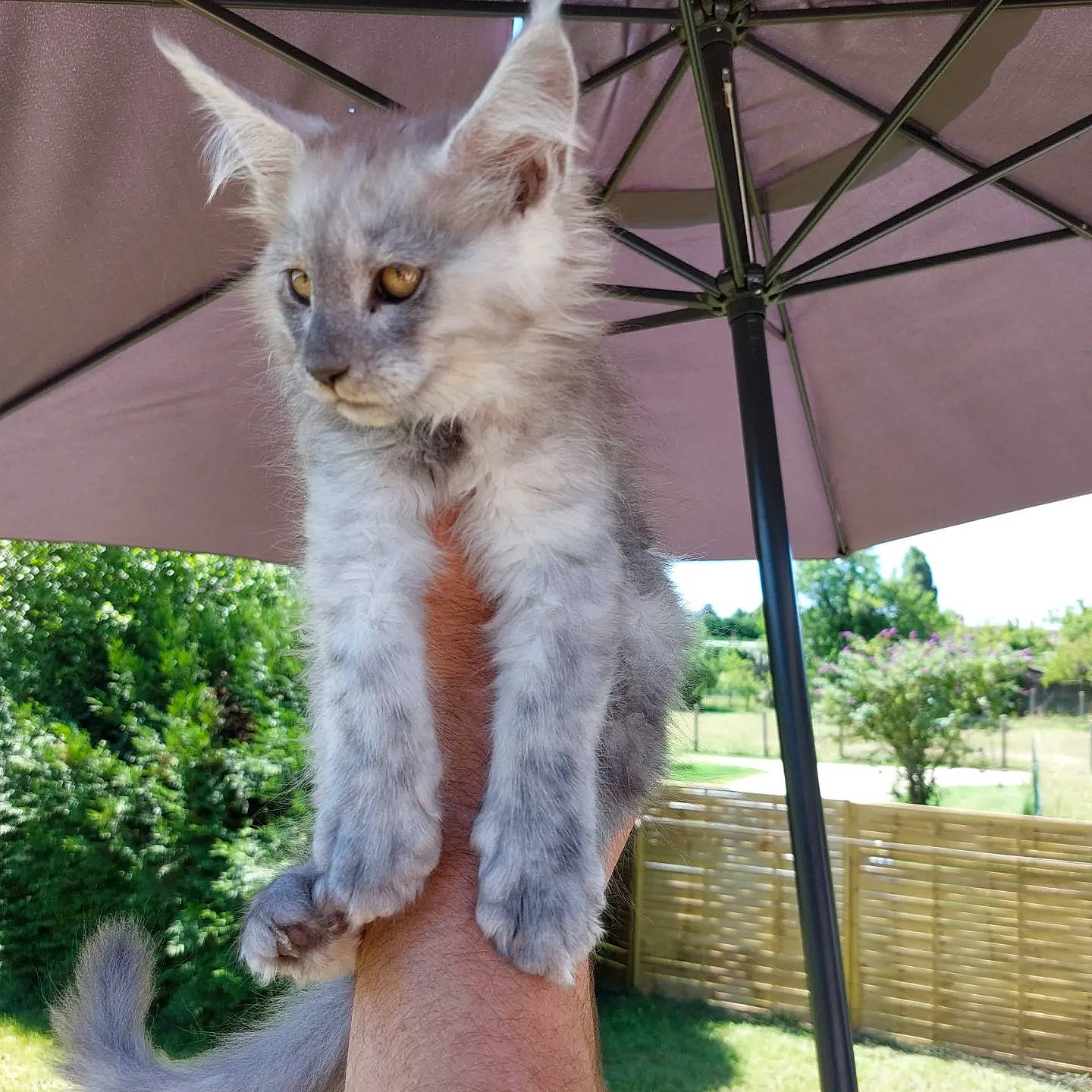 Tomy Et Télès a rejoint le concours — aidez-le/la à gagner de superbes lots ! canopy, carnivore, cat, claw, domestic_short_haired_cat, fawn, felidae, fur, grass, paw, plant, rex_cat, shade, small_to_medium_sized_cats, snout, tail, whiskers, window