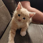 Amelie a rejoint le concours — aidez-le/la à gagner de superbes lots ! kitten, cat, pet, cute, fluffy, feline, indoor, couch, paw, whiskers, curious, animal, mammal, young, domestic, relaxed, person, arm, fur, closeup