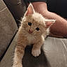 animal, arm, cat, closeup, couch, curious, cute, domestic, feline, fluffy, fur, indoor, kitten, mammal, paw, person, pet, relaxed, whiskers, young