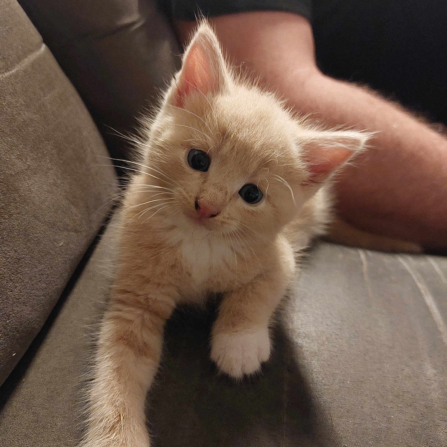 Amelie a rejoint le concours — aidez-le/la à gagner de superbes lots ! kitten, cat, pet, cute, fluffy, feline, indoor, couch, paw, whiskers, curious, animal, mammal, young, domestic, relaxed, person, arm, fur, closeup