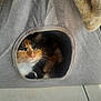 Plume a rejoint le concours — aidez-le/la à gagner de superbes lots ! cat, calico_cat, pet_tent, fabric, cozy, indoor, tile_floor, light_and_shadow, animal, whiskers, face, fur, resting, cute, curious, frayed_edges, soft_light, pet_accessory, home, small_animal