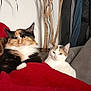 cat, calico_cat, white_cat, blanket, red_blanket, couch, indoor, relaxed, pet, feline, fur, animal, domestic_animal, resting, cozy, houseplant, furniture, two_animals, living_room, companion