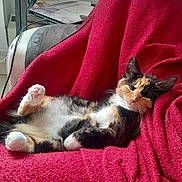 Plume a rejoint le concours — aidez-le/la à gagner de superbes lots ! cat, calico_cat, pet, animal, feline, relaxed, blanket, red_blanket, chair, indoor, cozy, fur, paw, whiskers, resting, cute, sleepy, domestic_animal, household, comfort