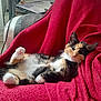cat, calico_cat, pet, animal, feline, relaxed, blanket, red_blanket, chair, indoor, cozy, fur, paw, whiskers, resting, cute, sleepy, domestic_animal, household, comfort